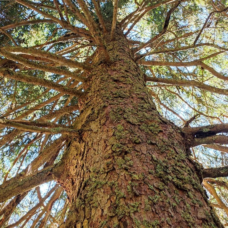 Blick von unten in die Krone eines mächtigen Baumes