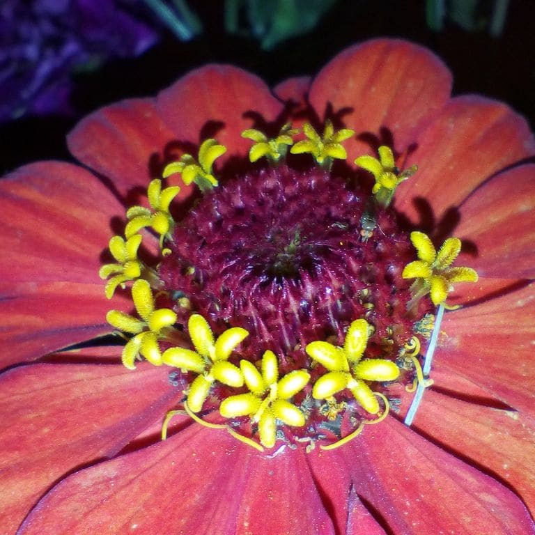 Nahaufnahme einer dunkelroten Blüte