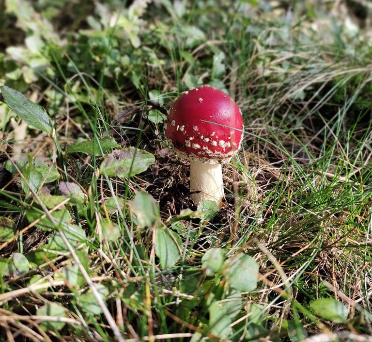 Fliegenpilz im Gras