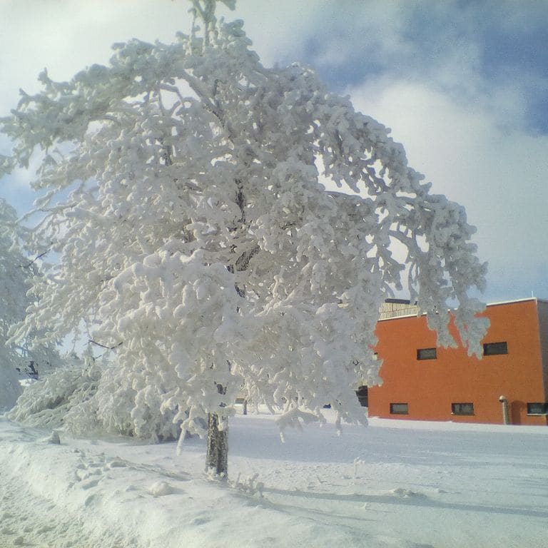 Tief verschneiter Baum in einer Winterlandschaft